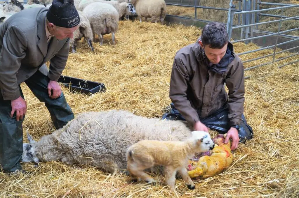 lambing at Blaze Farm, Peak District