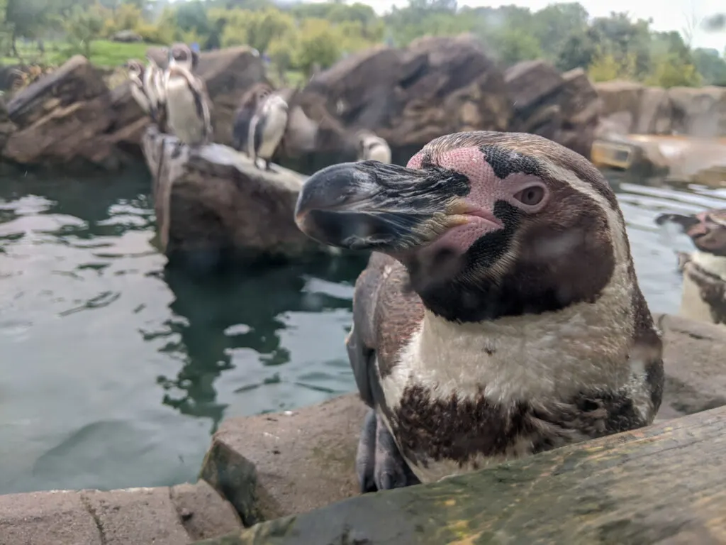 penguins at Peak Wildlife Park