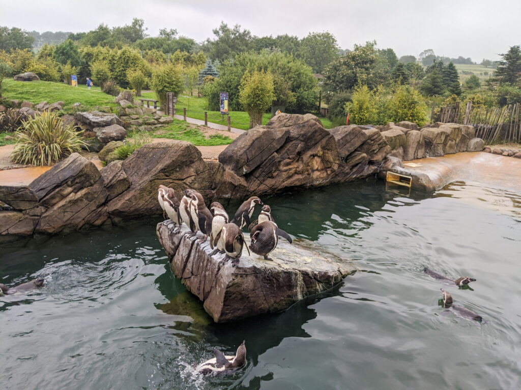 penguins at Peak Wildlife Park