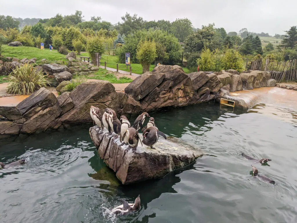 penguins at Peak Wildlife Park