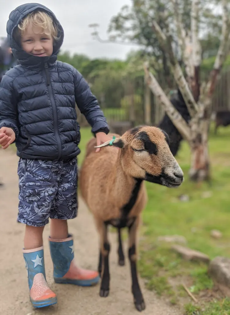 Patting a goat at Peak Wildlife Park