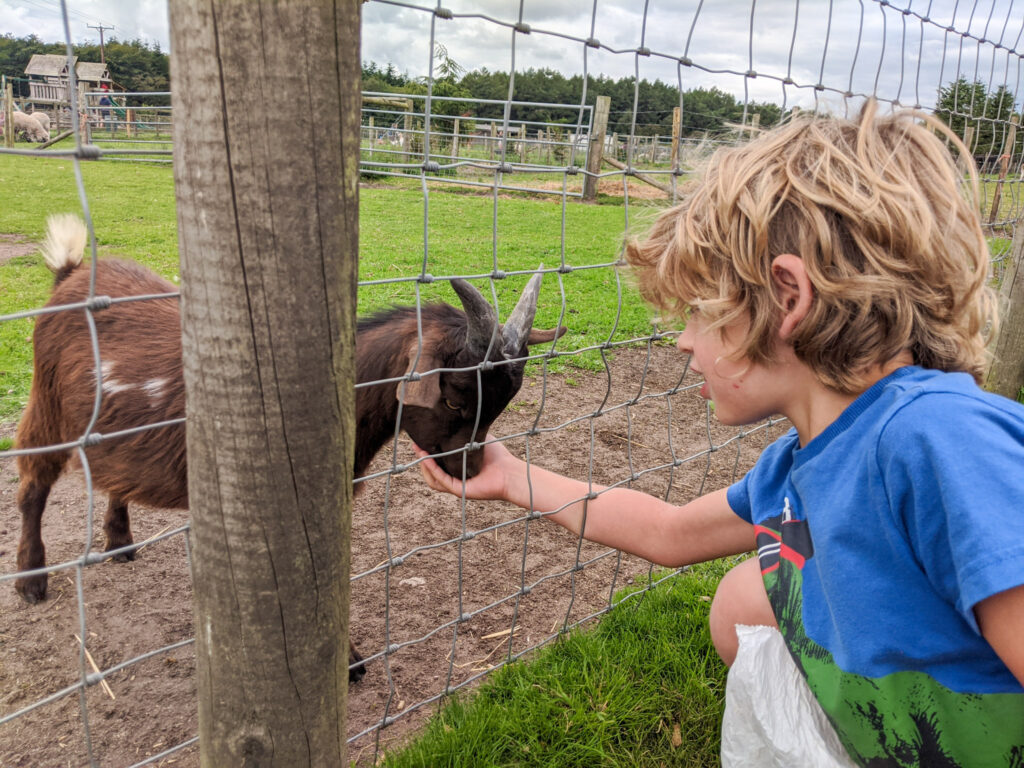 feeding a baby goat at Matlock Farm Park