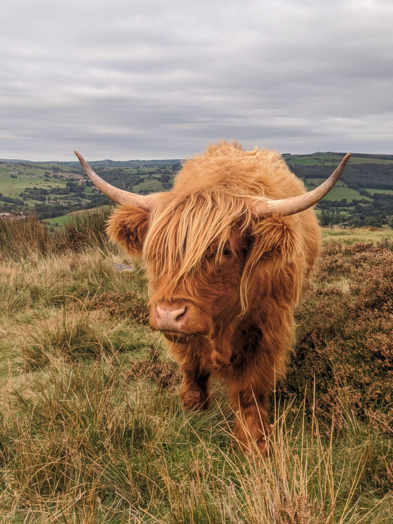 Highland cow on Baslow Edge