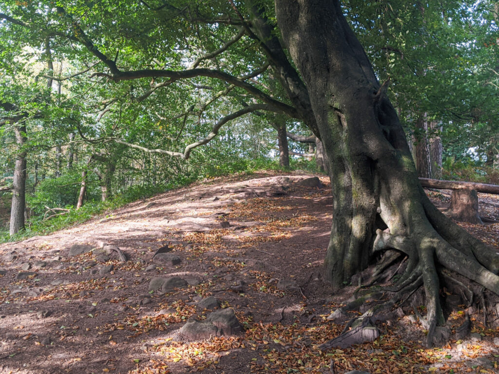 Lud's Church walk