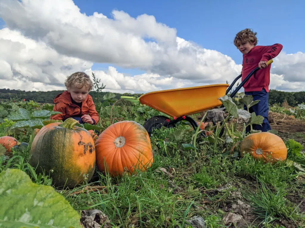 Village Logs pumpkin picking