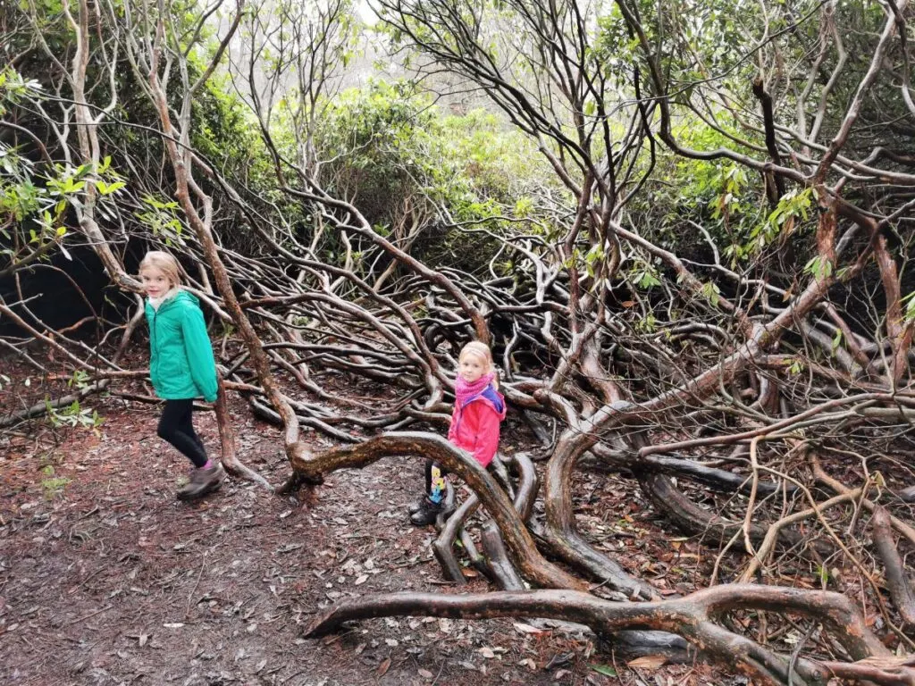 Longshaw Estate walk - pram friendly