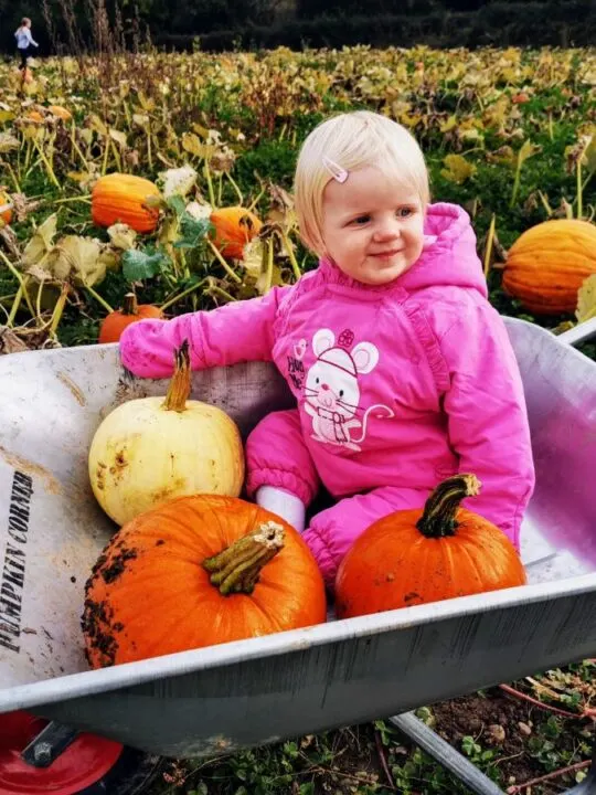Pumpkin Corner Ashbourne