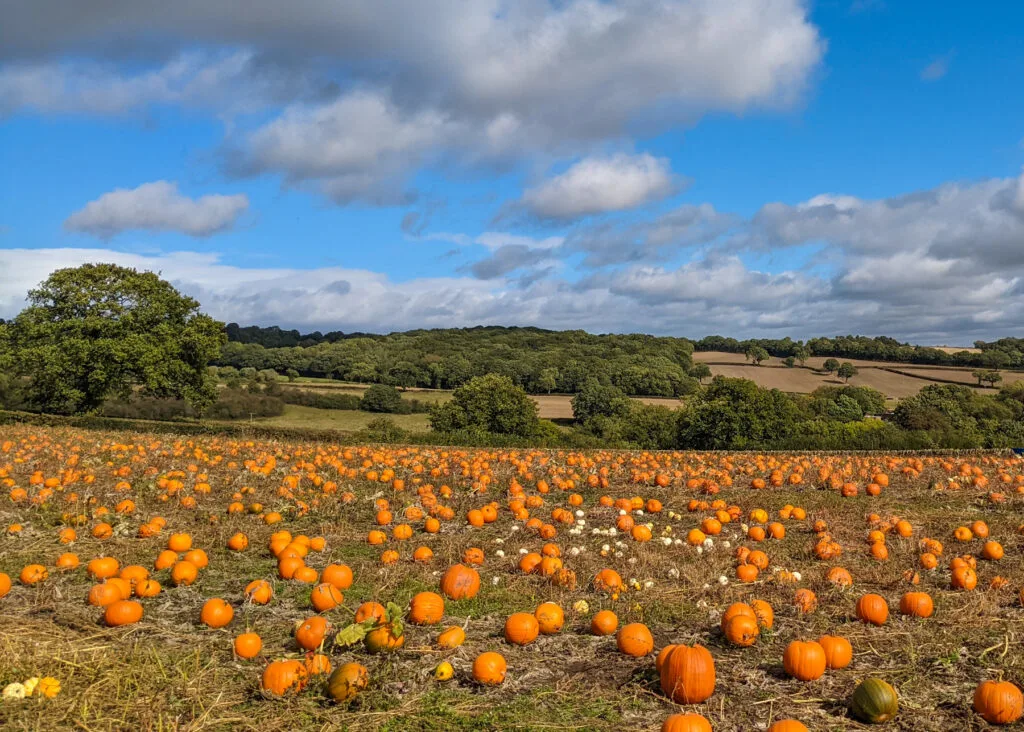 Peak District pumpkin picking