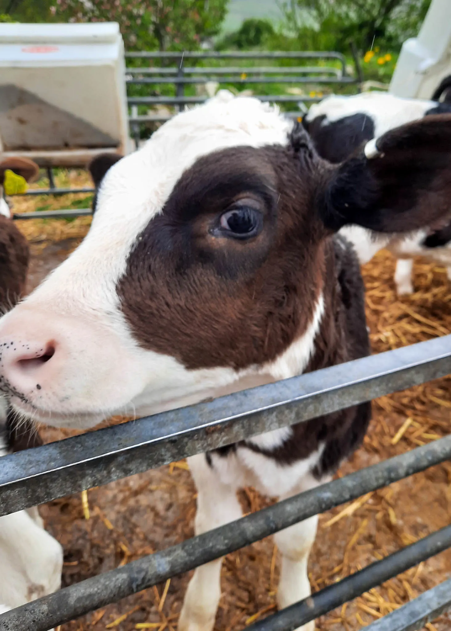 calf at Hope Valley ice cream