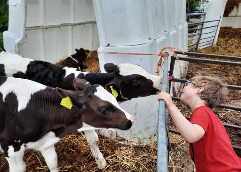 cows at Hope Valley Ice Cream