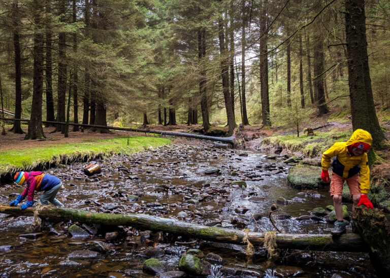 Snake Woodlands walk