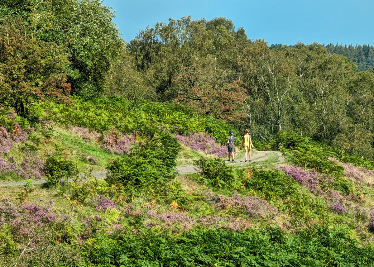 Shillito Woods and Ramsley Moor walk (4.4km, circular)