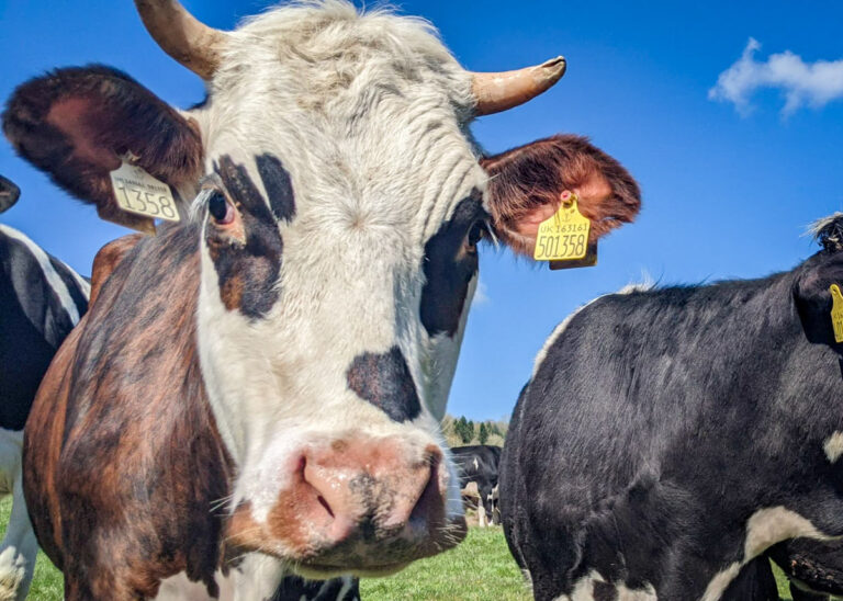 cows in the Peak District