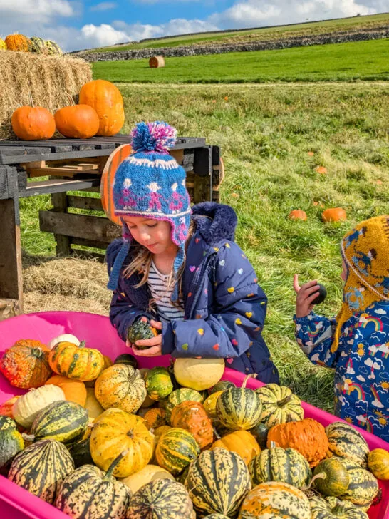 Litton Lanterns, pumpkin picking in the Peak District National Park